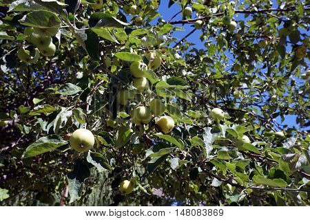 Apples ripen in an apple tree (Malus pumila) in Harbor Springs, Michigan during August.