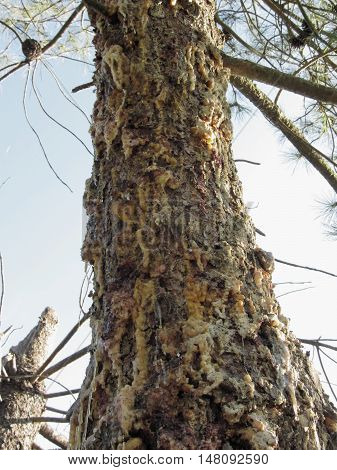Pine tree resin on the trunk. The drops of resin flow down on the bark