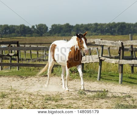 White horse with brown spots and light mane standing on green grass