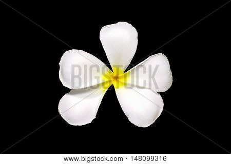 white plumeria frangipani flowers isolated on black background leelawadee flowers isolated on black background
