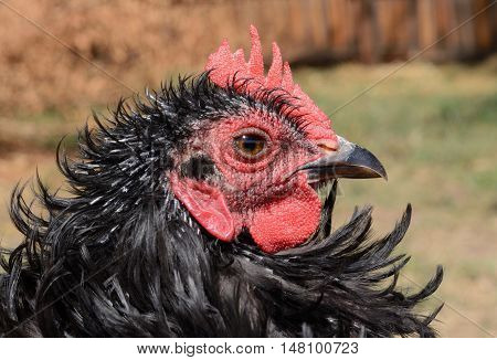 Close up Portrait of black frizzle chicken rooster