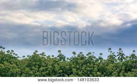 Ivy (Hedera helix) flowers in hedge and sky. Masses of green and yellow flowers on this familiar evergreen climbing shrub in the family Araliaceae under a cloudy sky