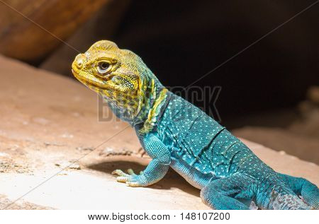 yellow-blue Collared Lizard sitting on a rock
