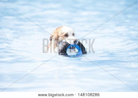 Dog Border Collie swimming and holding a toy blue water