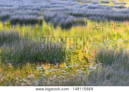 Autumn Colors Reflecting in Lake with Grasses/Reeds