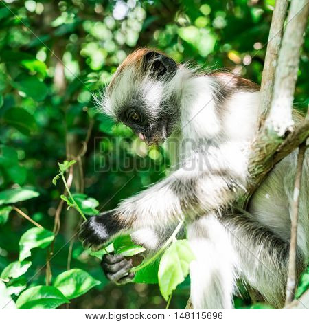 funny little colobus monkey sitting on a tree with leaf in hands in monkey forest, Zanzibar