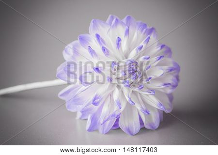 Purple Dahlia Flower on a grey background