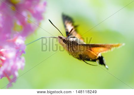 Flying Hummingbird hawk-moth with a pink flower