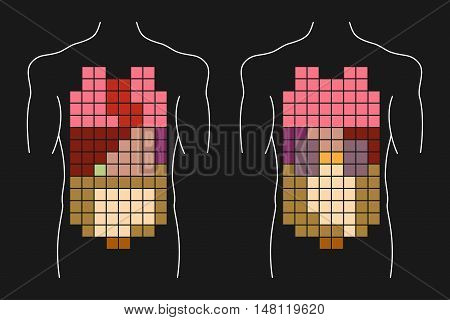Human body internal organs layout. Anterior and posterior views.