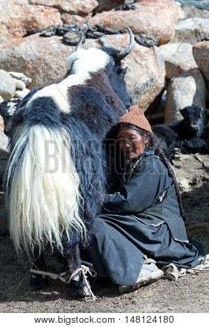 Tibetan Nomad Milking Yak Cow By Hands In Ladakh, India