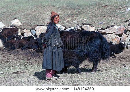 LADAKH, INDIA - JUNE 15, 2012: Tibetan woman in national clothes standing near her yaks on pasture in Ladakh, Jammu and Kashmir, North India