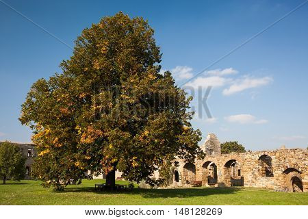 the courtyard of the ruins Burg Gleichen, Thuringia, Germany, with the big linden tree in the castle yard