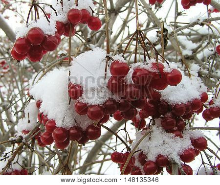 Red Rowan berries in snow in the first winter days