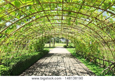 fresh cucurbit tunnel garden on bright sky