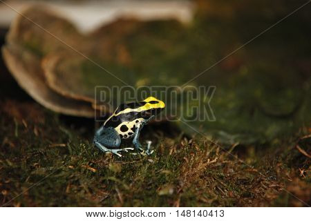 Exotic tiny blue yellow colored frog close reptile