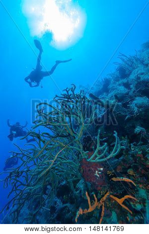 Colorfull Reef And Group Of Divers, Cayo Largo