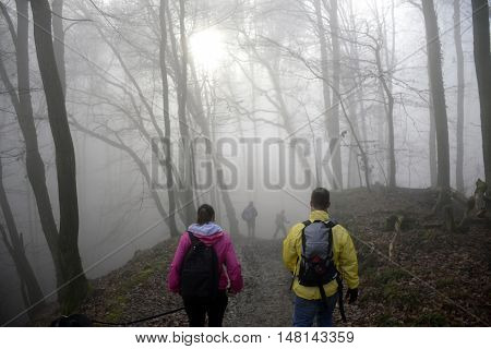 Hiking with friends in the wood on a foggy day in nature 