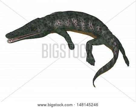 Archegosaurus Amphibian Tail 3D Illustration - Archegosaurus was an amphibian tetrapod that lived in Europe during the Permian Period.