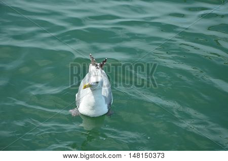 Seagull in the summer time in Maine floating on the ocean.