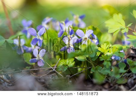 violet flowers growing in the spring in the forest