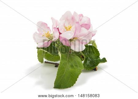 blooming apple flowers isolated on white background