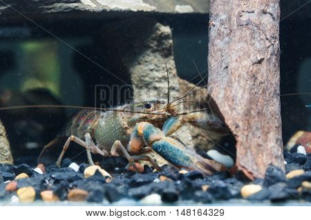 Shrimp In The Water Closeup Detail Animal