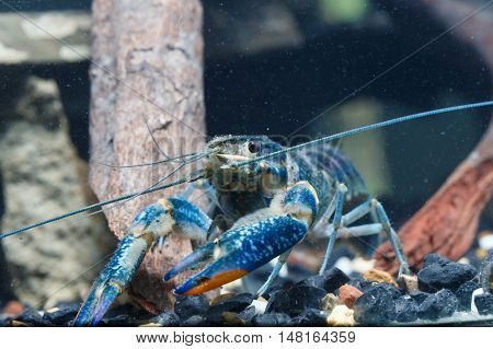 Shrimp In The Water Closeup Detail Animal Art