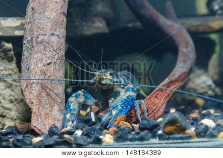 Shrimp In The Water Closeup Detail Animal