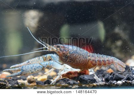 Shrimp In The Water Closeup Detail Animal