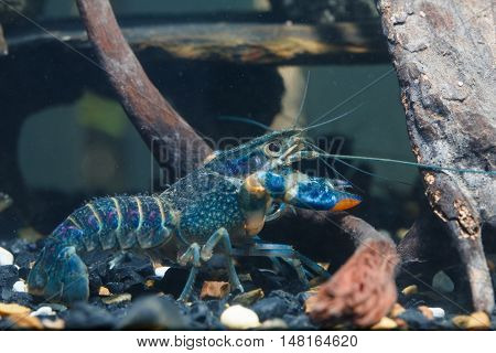 Shrimp In The Water Closeup Detail Animal