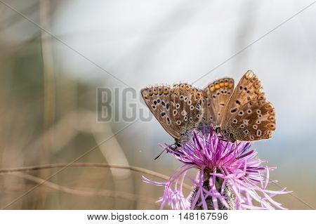 Threesome The Adonis Blue (polyommatus Bellargus) Drinking Nectar From A Thistle