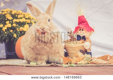 Funny Rufus colored rabbit eats carrot twists with mouth open on simple background and room for text in warm retro look