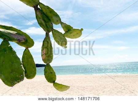 Pricly Pear Wild Green Succulent Cactus Near The Ocean