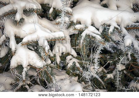 Green prickly branches of a fir-tree and snow