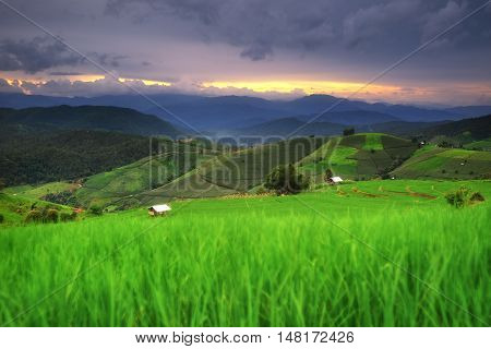 Terraced Rice Field in Pa Pong Pieng , Mae Chaem, Chiang Mai, Thailand.
