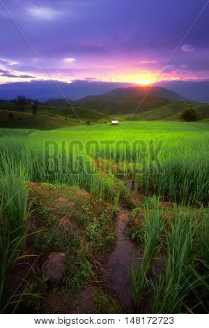 Terraced Rice Field in Pa Pong Pieng , Mae Chaem, Chiang Mai, Thailand.