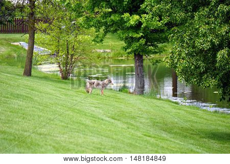 A wild coyote (Canis latrans) wanders through the Wesmere Country Club subdivision of Joliet, Illinois during May.