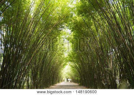 Fantastic of bamboo trees tunne in Thailand.l
