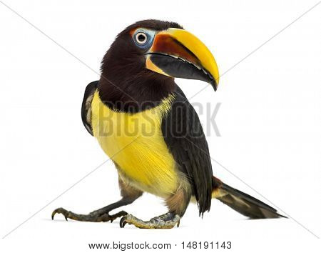 Side view of a Green aracari, Pterogossus Viridis looking at the camera isolated on white 