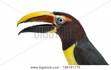 Close up of a Green aracari, Pterogossus Viridis opening his beak isolated on white 