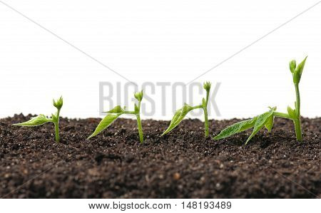 Sprouted peas in organic soil over white background