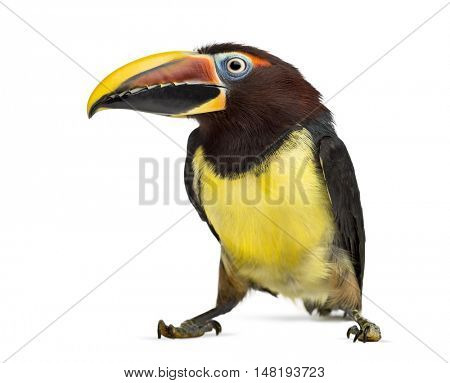 Green aracari, Pterogossus Viridis isolated on white 