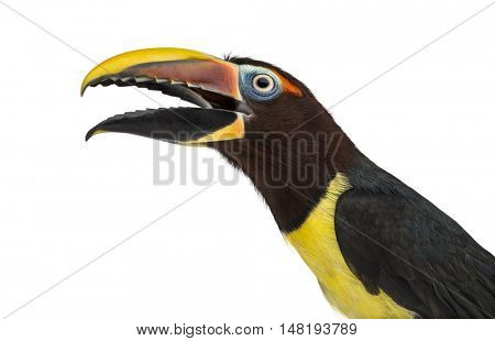 Close-up of a Green aracari opening his beak, Pterogossus Viridis isolated on white 