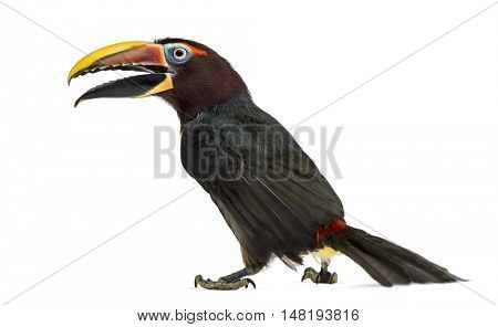 Rear view of a Green aracari opening his beak, Pterogossus Viridis isolated on white 