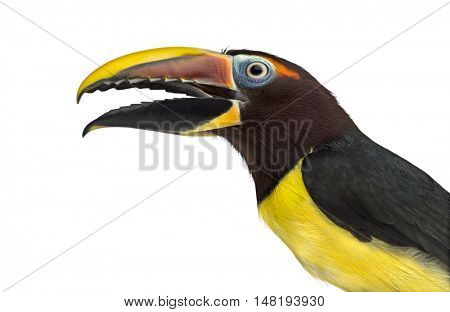 Close-up of a Green aracari opening his beak, Pterogossus Viridis isolated on white 