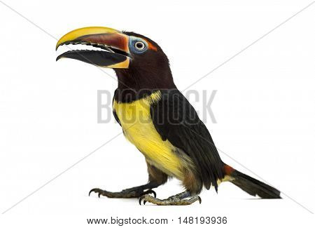 Green aracari opening his beak, Pterogossus Viridis isolated on white 