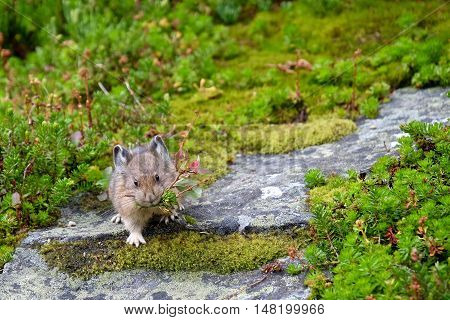 American Pika making hay storage for winter. Rocky Mountains. Banff National Park. Alberta. Canada.