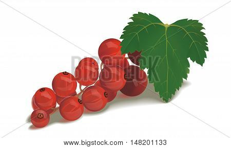Isolated vector realistic red currant with leaf on white background.