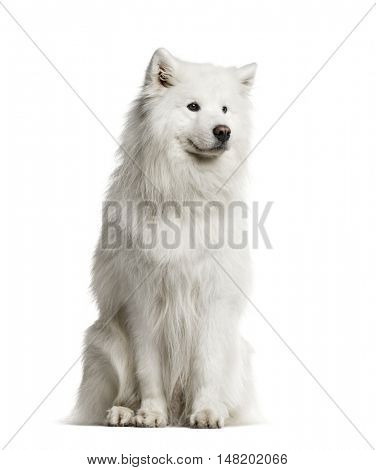 Samoyed, 6 years old, sitting and looking away from camera, isolated on white