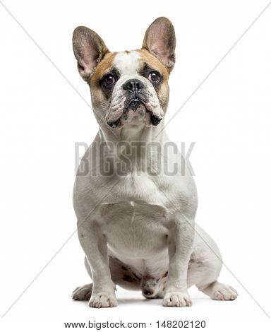 French Bulldog, 9 months old, sittng and looking at camera, isolated on white